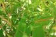 Profile picture for user CCEC.Bangladesh